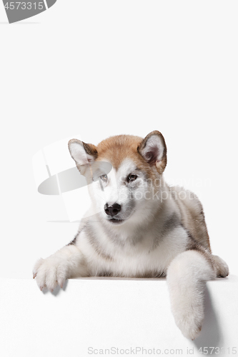 Image of Husky malamute puppy lying, panting, isolated on white