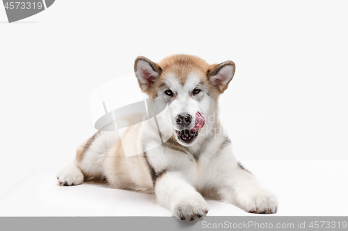 Image of Husky malamute puppy lying, panting, isolated on white