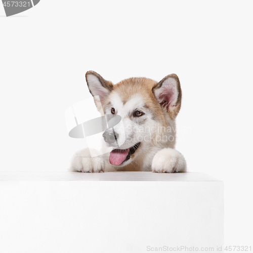 Image of Husky malamute puppy lying, panting, isolated on white