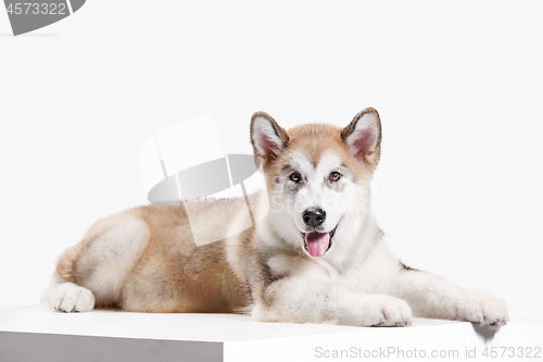 Image of Husky malamute puppy lying, panting, isolated on white