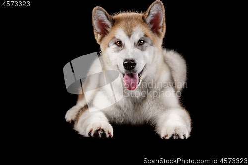 Image of Husky malamute puppy lying, panting, isolated on black