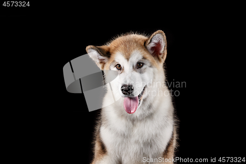 Image of Husky malamute puppy lying, panting, isolated on black