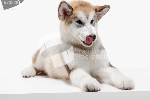 Image of Husky malamute puppy lying, panting, isolated on white