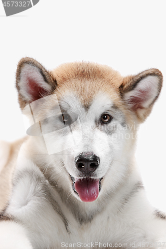 Image of Husky malamute puppy lying, panting, isolated on white