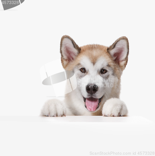 Image of Husky malamute puppy lying, panting, isolated on white