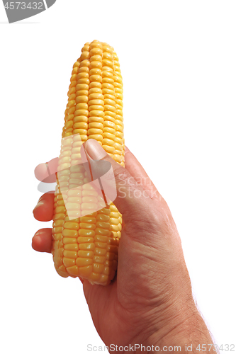 Image of hand holding corn