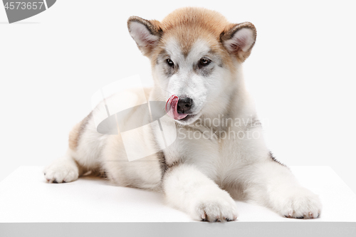 Image of Husky malamute puppy lying, panting, isolated on white