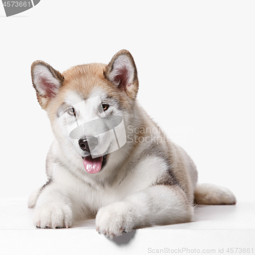 Image of Husky malamute puppy lying, panting, isolated on white