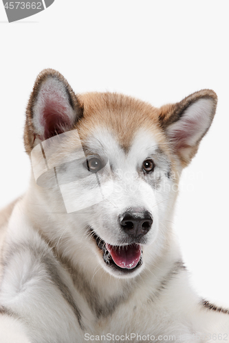 Image of Husky malamute puppy lying, panting, isolated on white