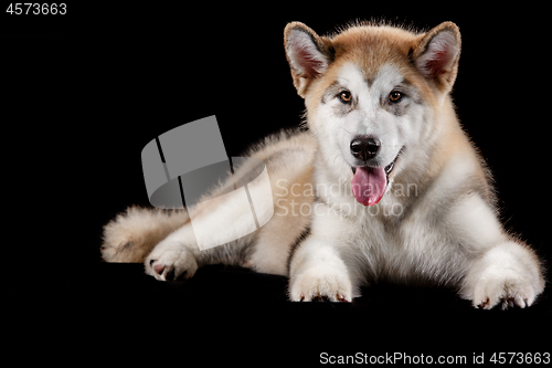 Image of Husky malamute puppy lying, panting, isolated on black