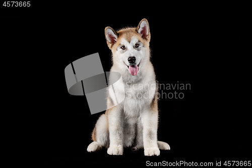 Image of Husky malamute puppy lying, panting, isolated on black