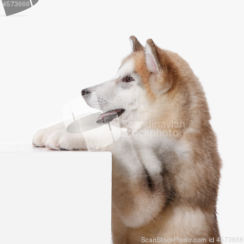 Image of Husky malamute puppy lying, panting, isolated on white