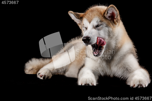 Image of Husky malamute puppy lying, panting, isolated on black