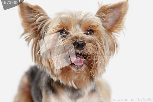 Image of Yorkshire terrier isolated om white background