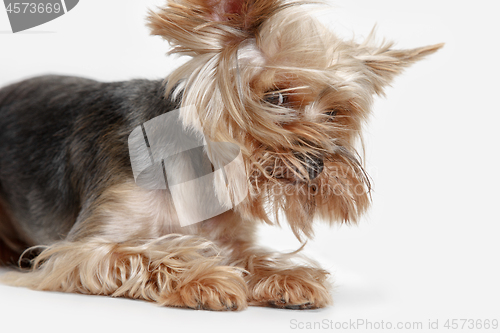 Image of Yorkshire terrier isolated om white background