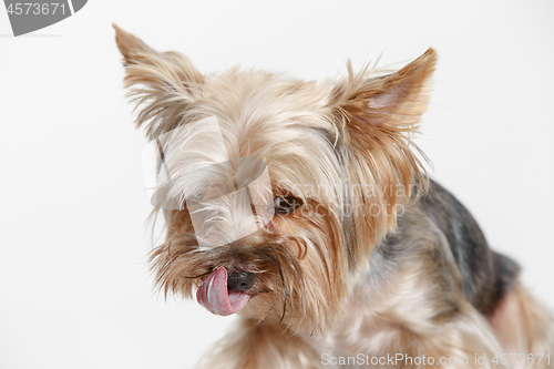 Image of Yorkshire terrier isolated om white background