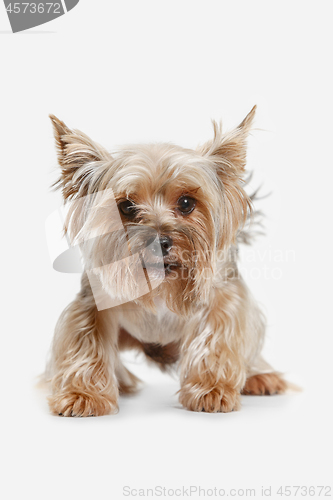 Image of Yorkshire terrier isolated om white background