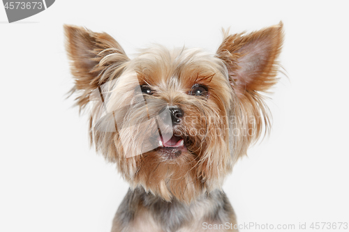 Image of Yorkshire terrier isolated om white background