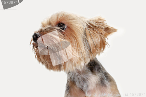 Image of Yorkshire terrier isolated om white background