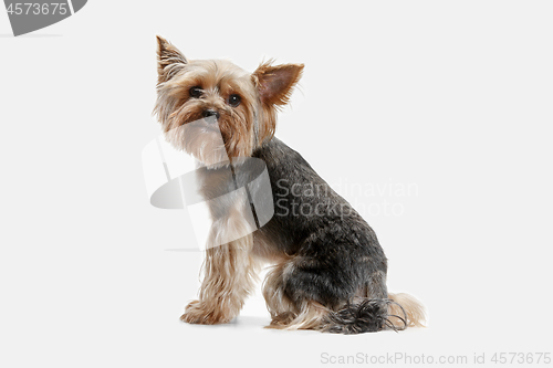 Image of Yorkshire terrier isolated om white background