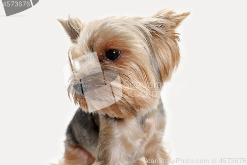 Image of Yorkshire terrier isolated om white background