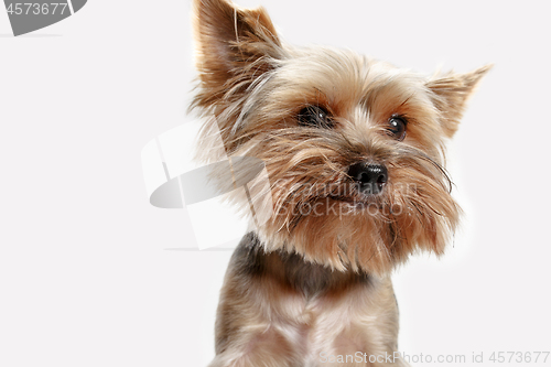 Image of Yorkshire terrier isolated om white background