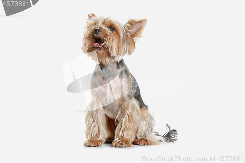 Image of Yorkshire terrier isolated om white background