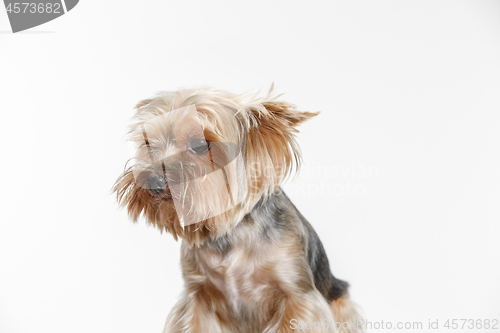 Image of Yorkshire terrier isolated om white background