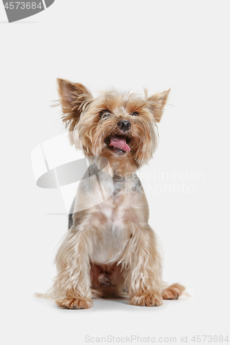 Image of Yorkshire terrier isolated om white background