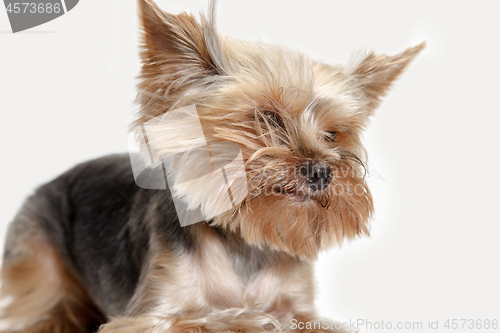 Image of Yorkshire terrier isolated om white background