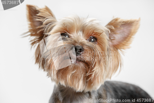 Image of Yorkshire terrier isolated om white background