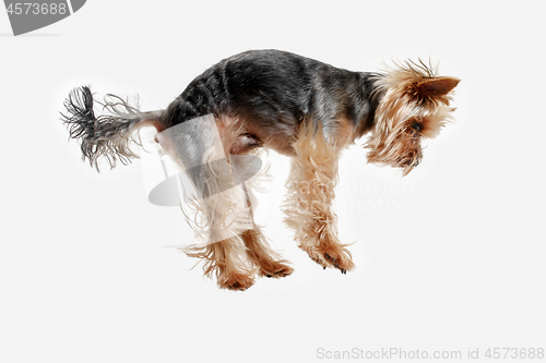 Image of Yorkshire terrier isolated om white background