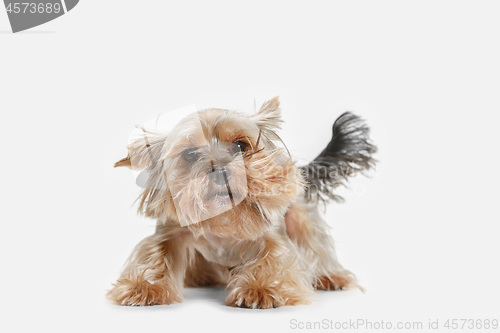 Image of Yorkshire terrier isolated om white background