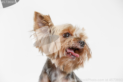 Image of Yorkshire terrier isolated om white background