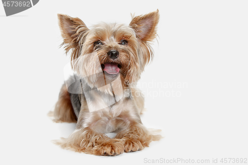 Image of Yorkshire terrier isolated om white background