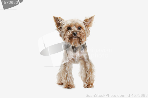 Image of Yorkshire terrier isolated om white background