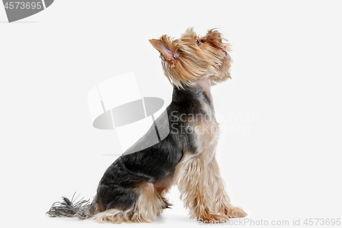 Image of Yorkshire terrier isolated om white background