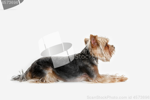 Image of Yorkshire terrier isolated om white background