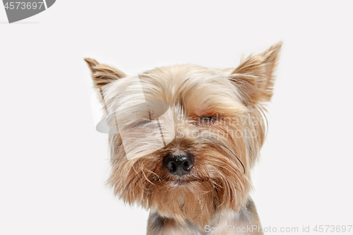 Image of Yorkshire terrier isolated om white background