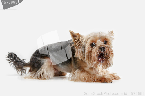 Image of Yorkshire terrier isolated om white background