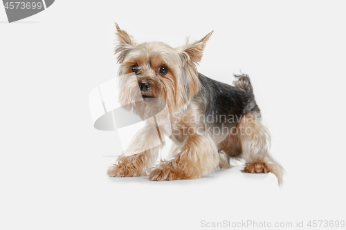 Image of Yorkshire terrier isolated om white background