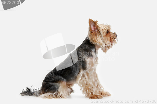 Image of Yorkshire terrier isolated om white background