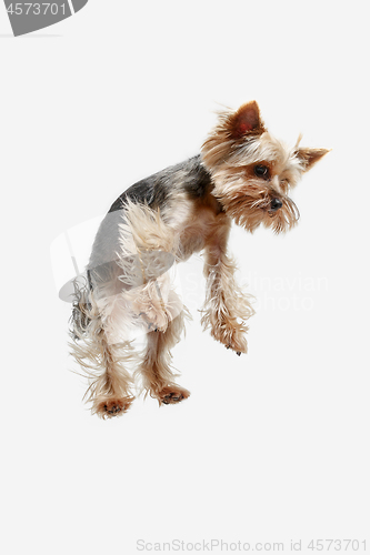 Image of Yorkshire terrier isolated om white background