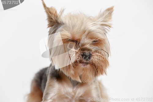 Image of Yorkshire terrier isolated om white background