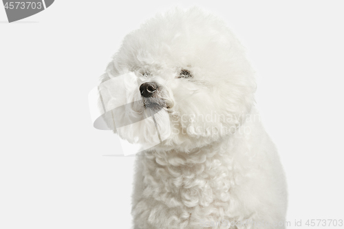 Image of A dog of Bichon frize breed isolated on white color