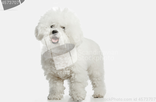 Image of A dog of Bichon frize breed isolated on white color