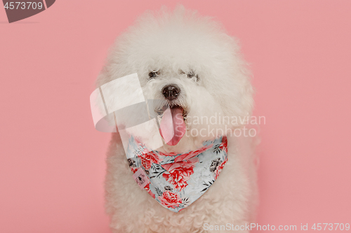 Image of A dog of Bichon frize breed isolated on pink color