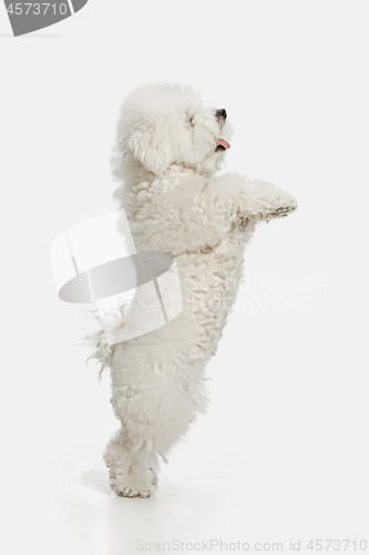 Image of A dog of Bichon frize breed isolated on white color