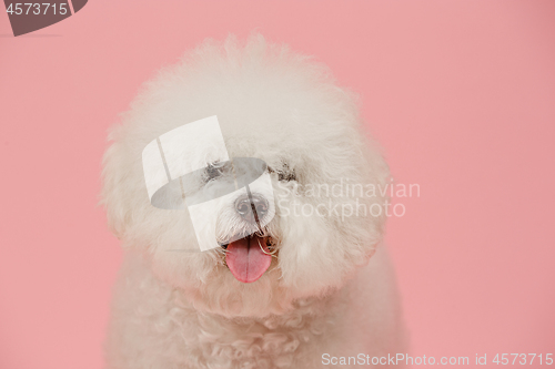 Image of A dog of Bichon frize breed isolated on pink color