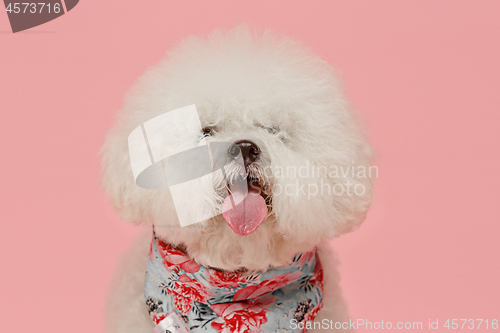 Image of A dog of Bichon frize breed isolated on pink color